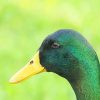 Paint Beautiful Mallard Duck By Numbers
