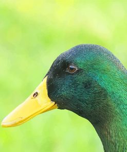 Paint Beautiful Mallard Duck By Numbers