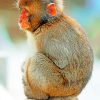 Charming Macaque Monkey Paint By Numbers