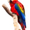 Colorful Macaw Paint By Numbers