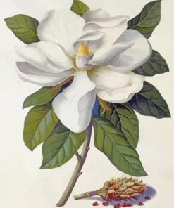 Magnolia Blossom Paint By Numbers