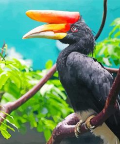 Great Hornbill Bird Paint By Numbers