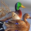 Mallard Ducks Waterfowl Paint By Numbers