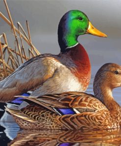 Mallard Ducks Waterfowl Paint By Numbers