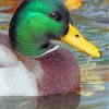 Mallard Waterfowl Beauty Paint By Numbers
