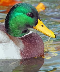 Mallard Waterfowl Beauty Paint By Numbers