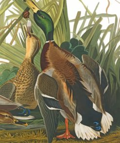 Mallard Ducks Painting Set Paint By Numbers