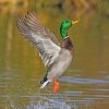 Majestic Mallard Flying Paint By Numbers