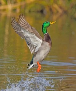 Majestic Mallard Flying Paint By Numbers