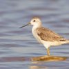 Marsh Sandpiper Bird Paint By Numbers