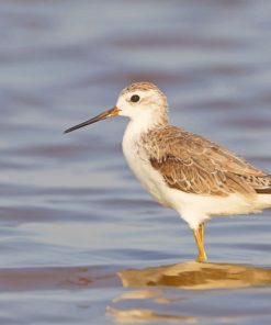 Marsh Sandpiper Bird Paint By Numbers