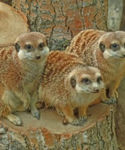 Meerkat Wildlife Paint By Numbers