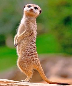 Meerkat Safari Paint By Numbers