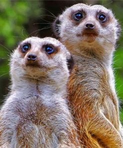 Meerkat Safari Paint By Numbers