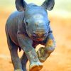 Baby Rhino Adventure Paint By Numbers