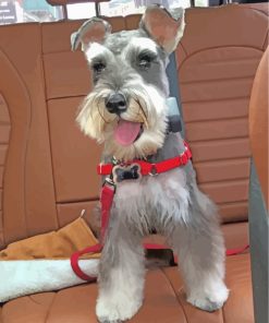 Miniature Schnauzer Pet Paint By Numbers