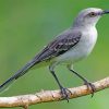 Wild Mockingbird Paint By Numbers