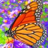 Monarch Butterfly Insects Paint By Numbers