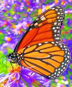 Monarch Butterfly Insects Paint By Numbers
