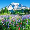 Mount Rainier Nature Landscape Paint By Numbers