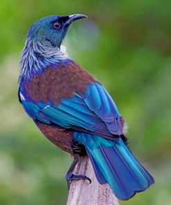 New Zealand Blue Bird Paint By Numbers
