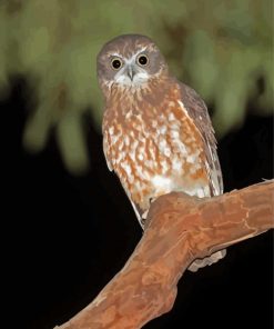 Ninoxe Boobook Owl Paint By Numbers