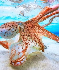 Orange Octopus Sea Creature Paint By Numbers