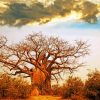 Majestic Baobab Landscapes Paint By Numbers
