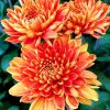 Orange Chrysanthemums Paint By Numbers