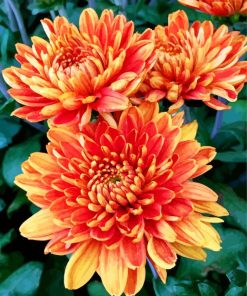 Orange Chrysanthemums Paint By Numbers