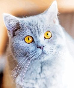 Grey Cat with Orange Eyes Paint By Numbers