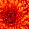 Orange Nature Flower Paint By Numbers