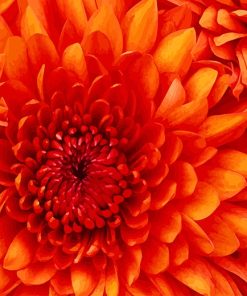 Orange Nature Flower Paint By Numbers