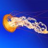 Orange Jellyfish Ocean Paint By Numbers