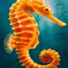 Orange Seahorse Underwater Paint By Numbers