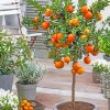 Orange Tree Potted Delight Paint By Numbers