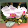 White Orchid Flower Paint By Numbers