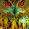 Red-Eyed Owl Paint By Numbers