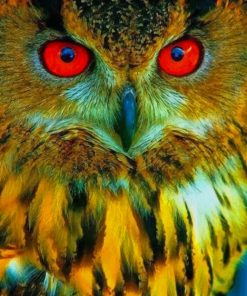 Red-Eyed Owl Paint By Numbers