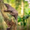Pangolin Wildlife Paint By Numbers