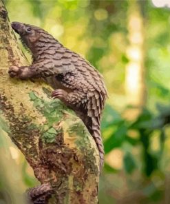 Pangolin Wildlife Paint By Numbers