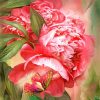 Peony and Butterfly Garden Paint By Numbers