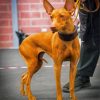 Brown Pharaoh Hound Paint By Numbers