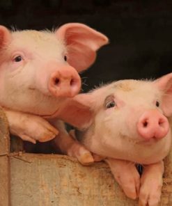 Charming Pig Paint By Numbers