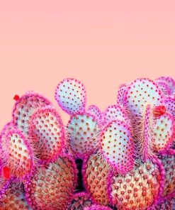 Pink Cactus Design Paint By Numbers