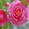 Pink Camellia Blossom Paint By Numbers