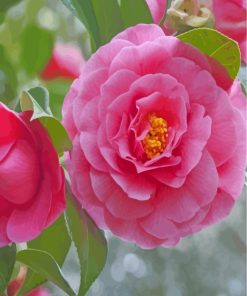 Pink Camellia Blossom Paint By Numbers