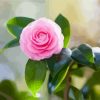 Pink Camellia Flower Paint By Numbers