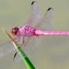 Pink Dragonfly Insects Paint By Numbers
