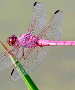 Pink Dragonfly Insects Paint By Numbers